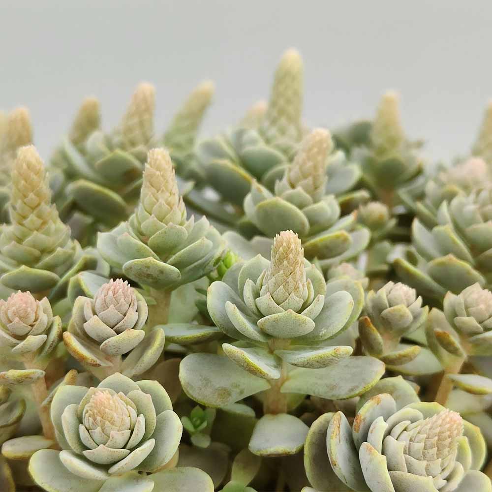 orostachys furusei fiore