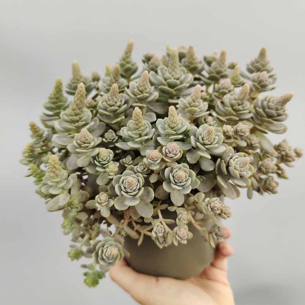 orostachys furusei pianta