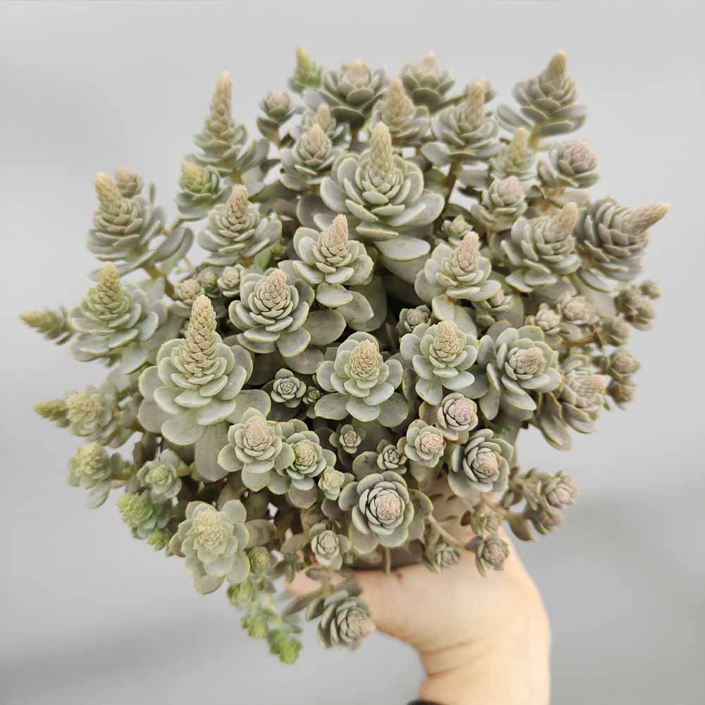 orostachys furusei