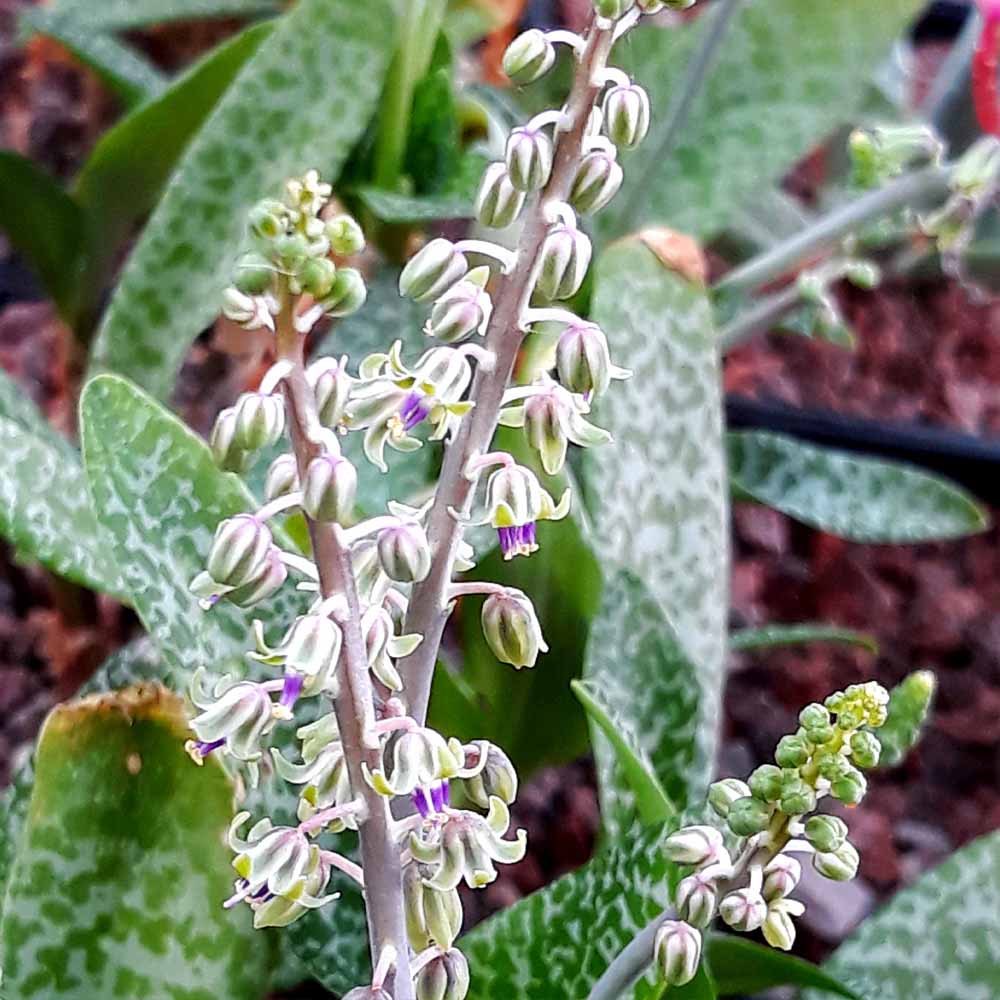 scilla violacea fiore