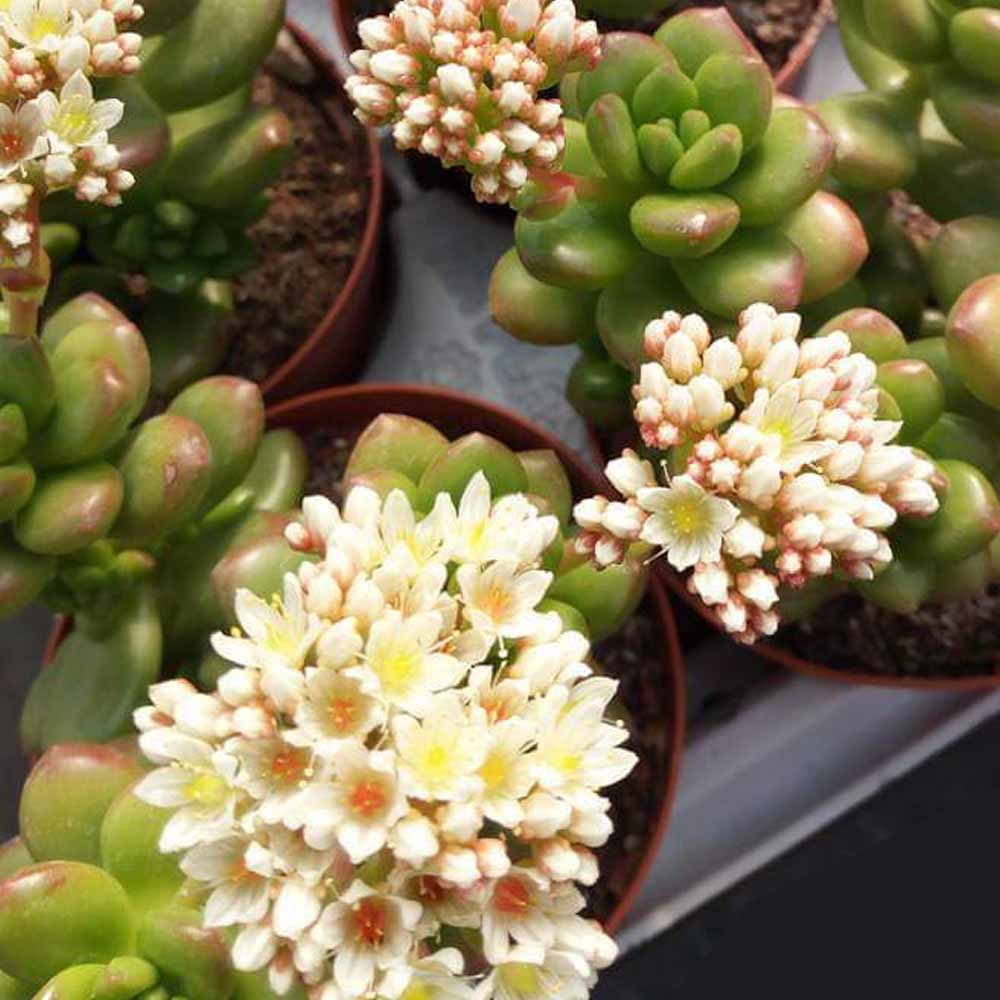 sedum lucidum obesum fiore