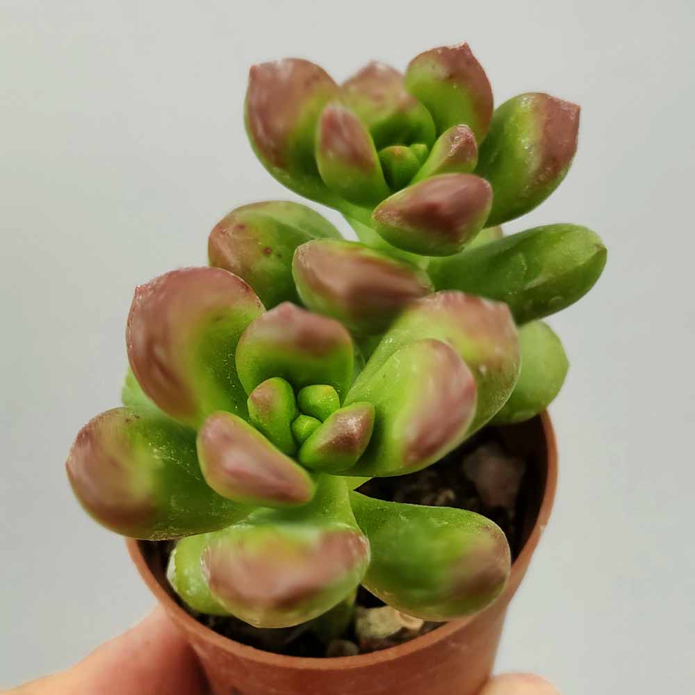 sedum lucidum obesum pianta