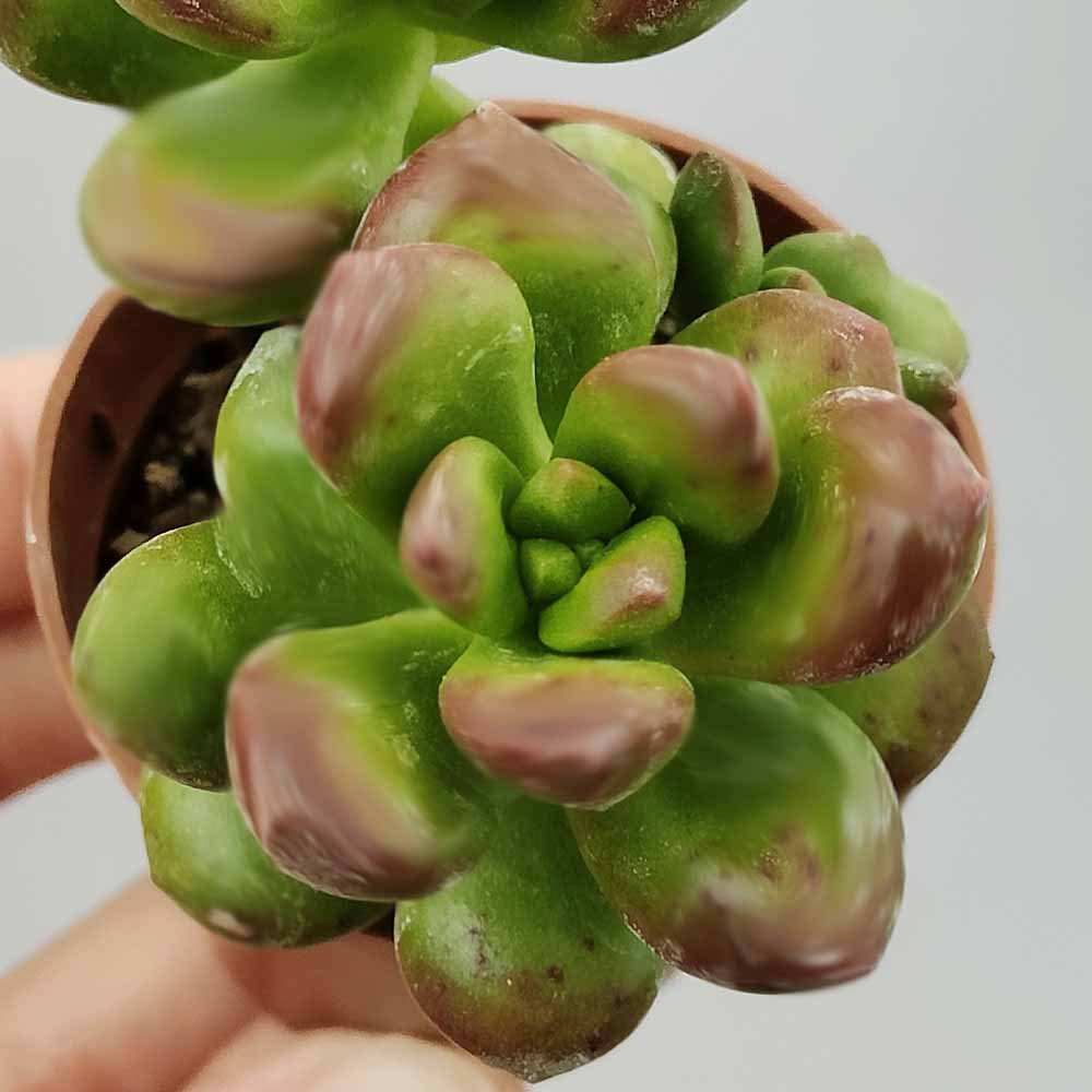 sedum lucidum obesum