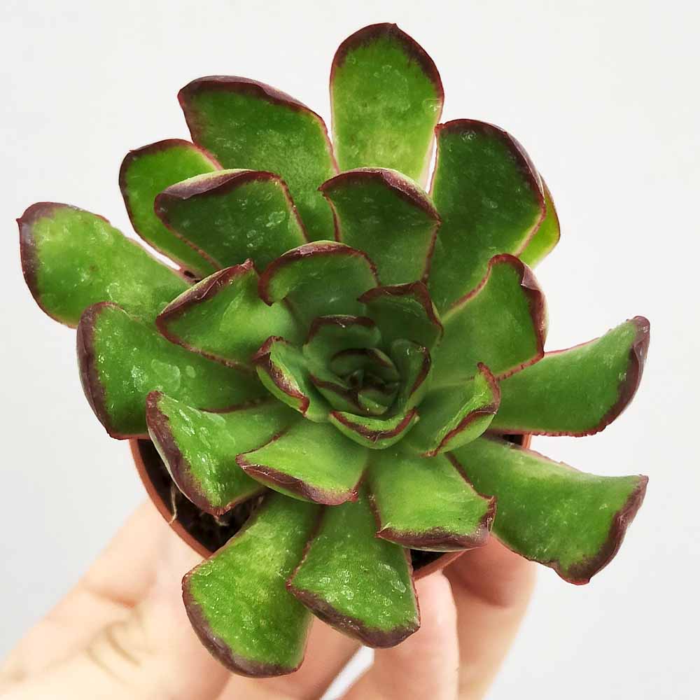 Echeveria 'Magma pearl'