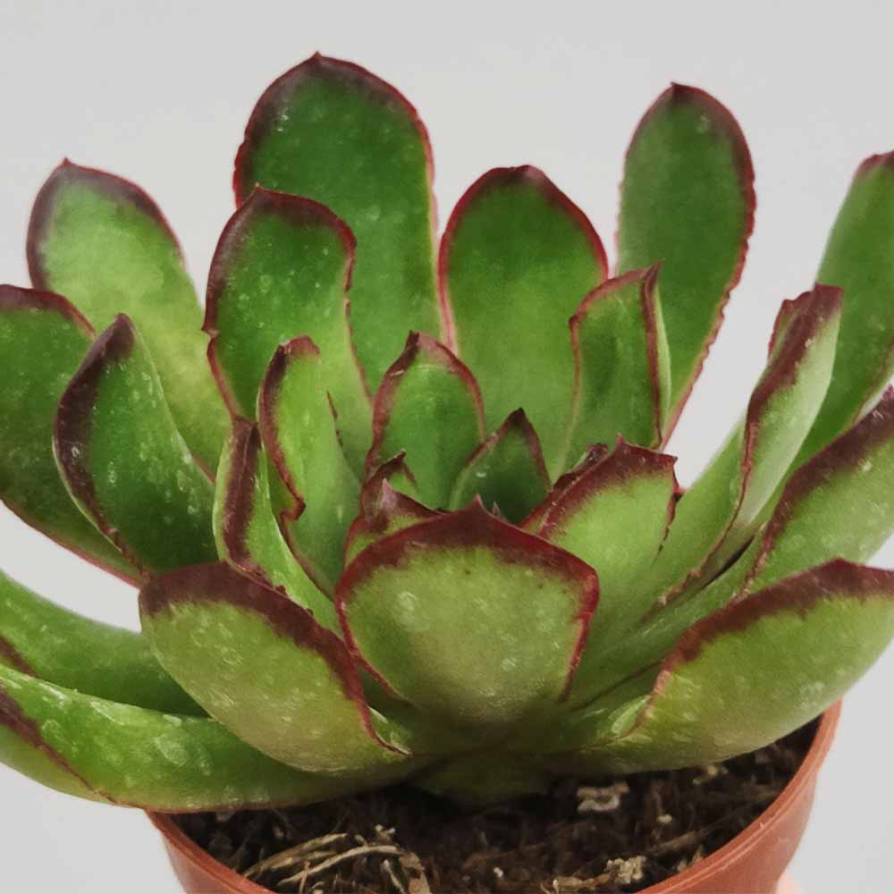 Echeveria pulidonis 'Magma pearl'