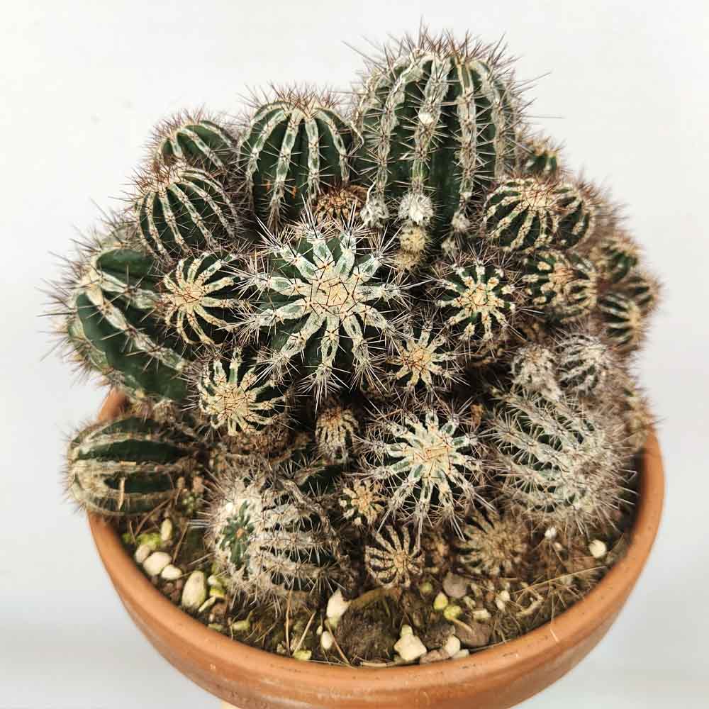 Echinopsis Cv Haku-jo Maru