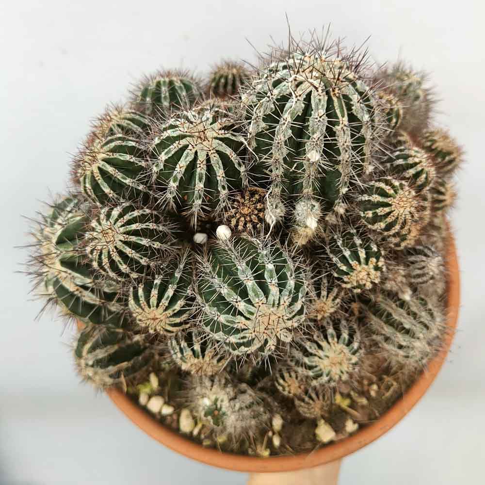 Echinopsis Cv Haku-jo Maru cactus
