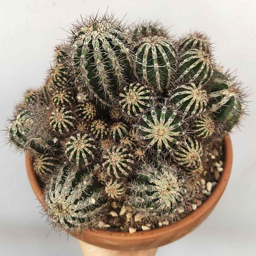 Echinopsis Cv Haku-jo Maru pianta