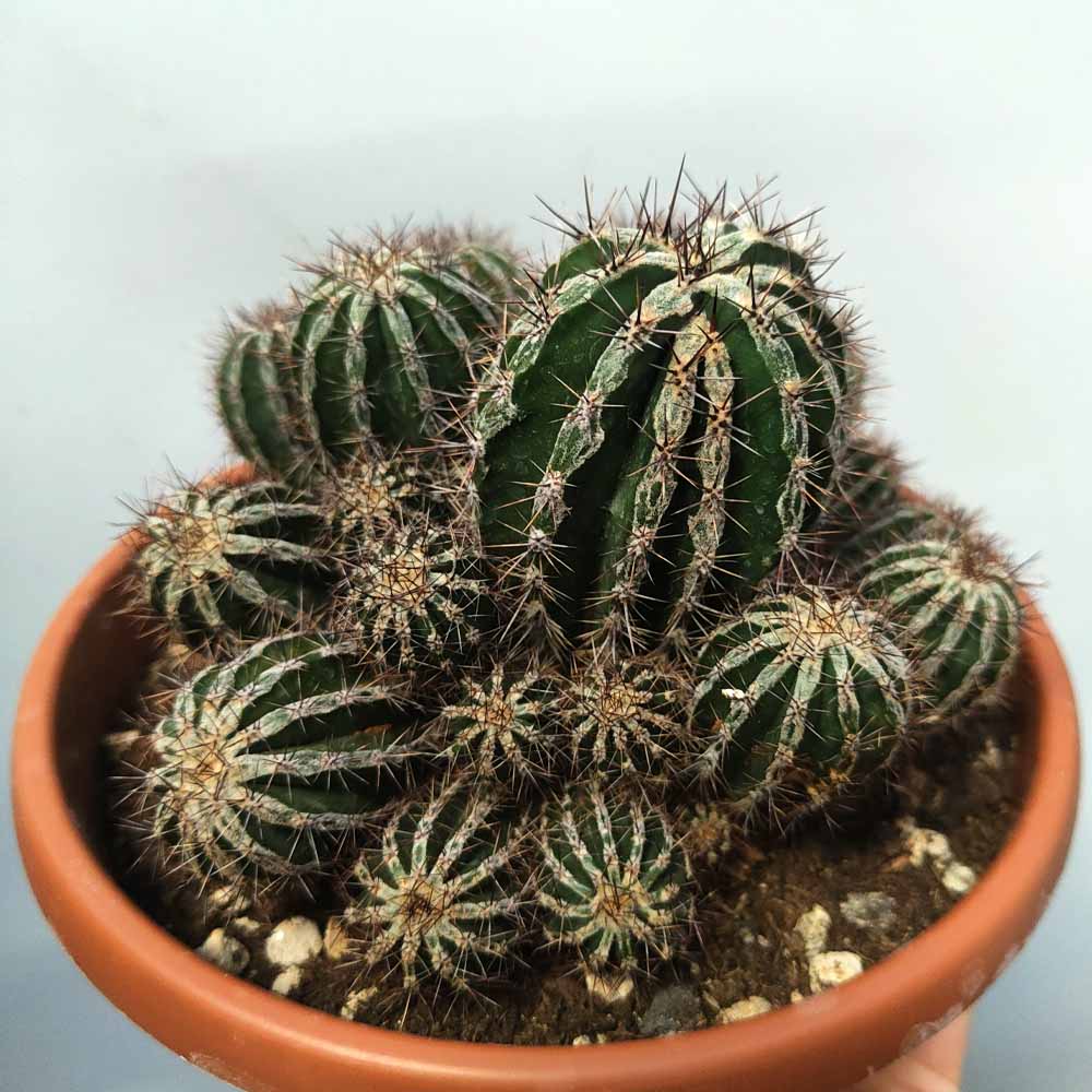 Echinopsis Haku-jo Maru