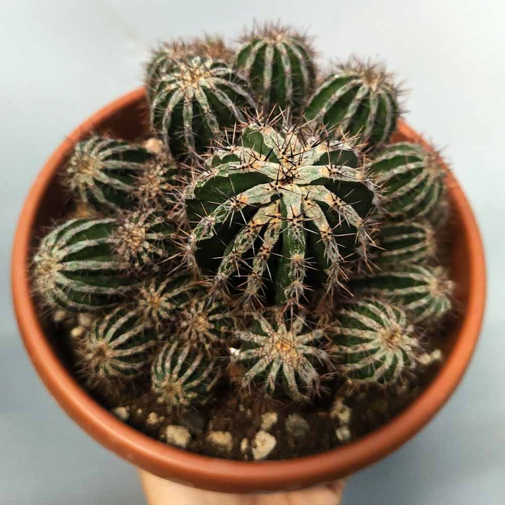 Echinopsis Haku-jo Maru cactus