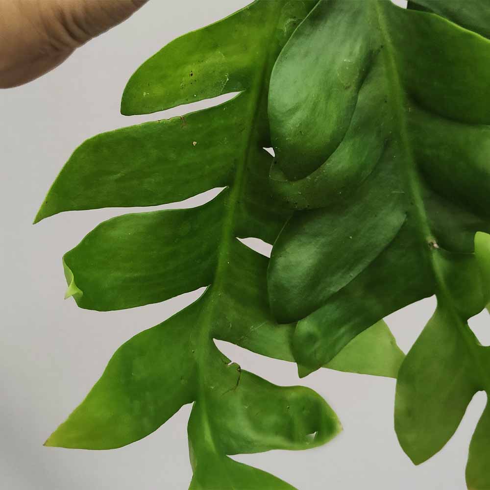 Epiphyllum Chrysocardium PIANTA