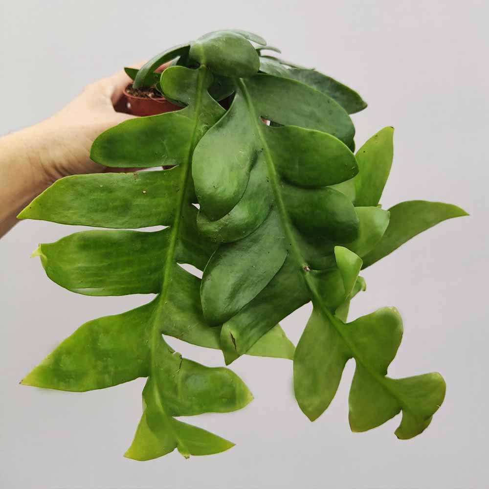 Epiphyllum Chrysocardium