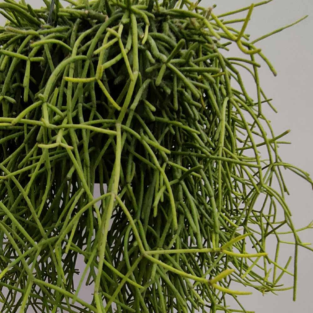 Rhipsalis cassutha cactuis