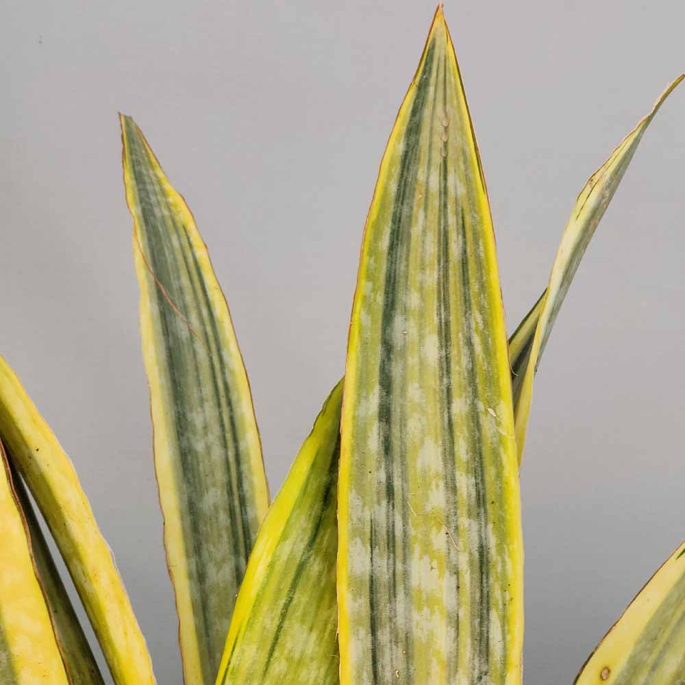 Sansevieria aubrytiana pianta