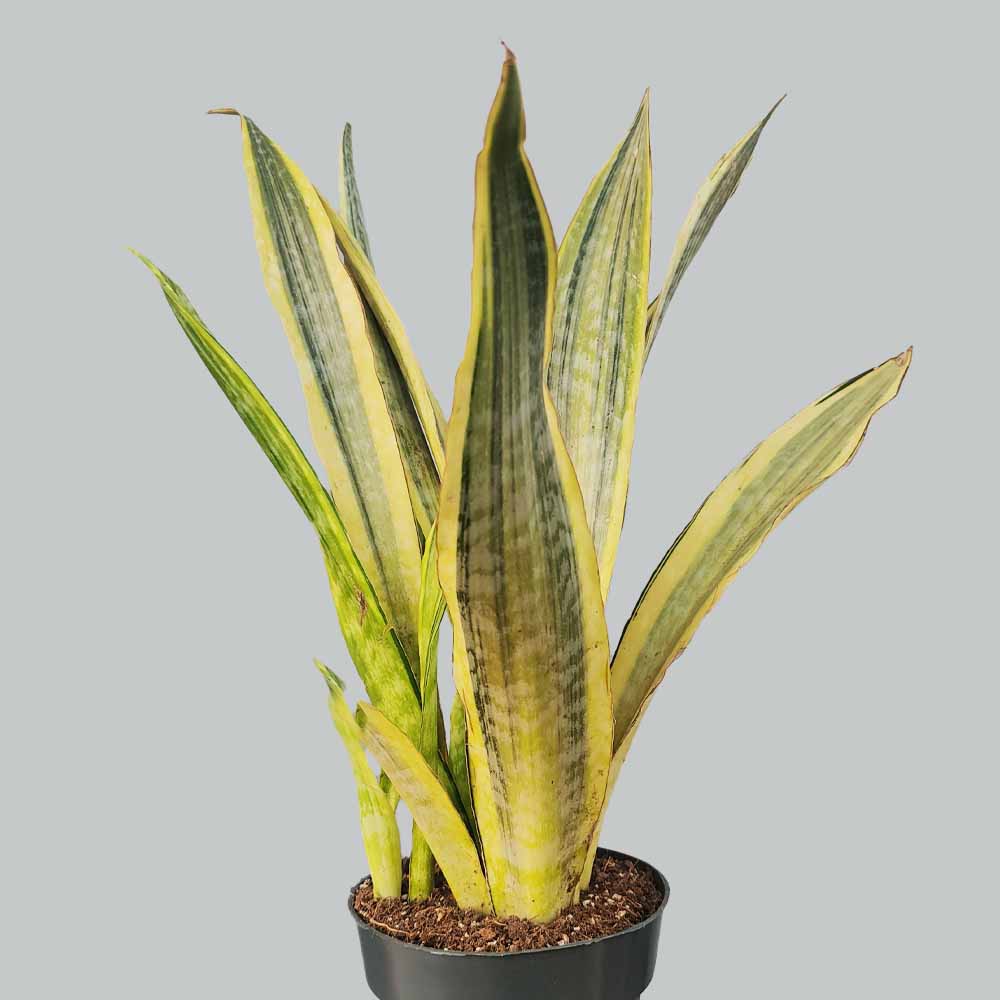 Sansevieria aubrytiana