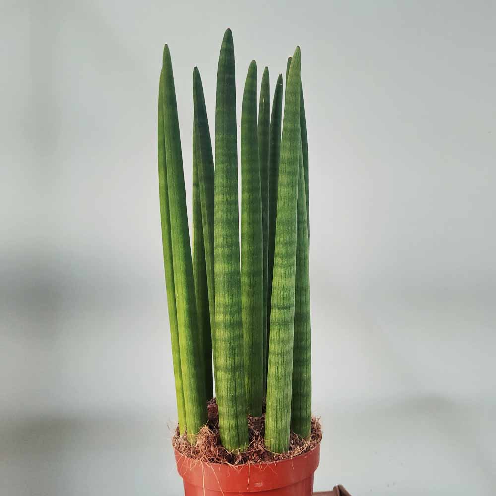 Sansevieria cilindrica lingua di suocera