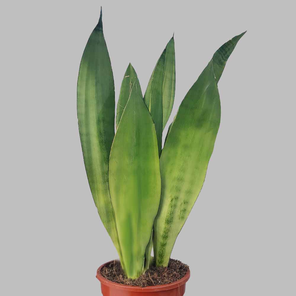 Sansevieria trifasciata Moonshine