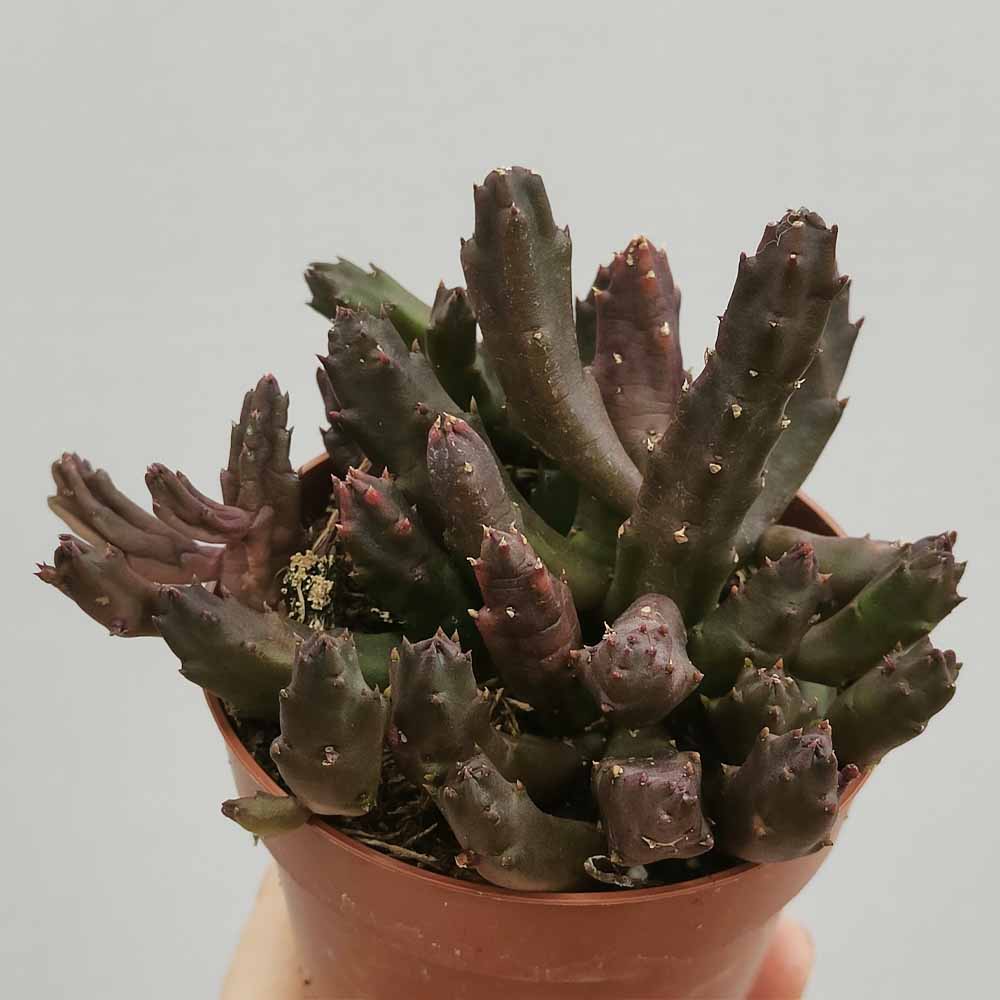 Stapelia schinzii var. angolensis