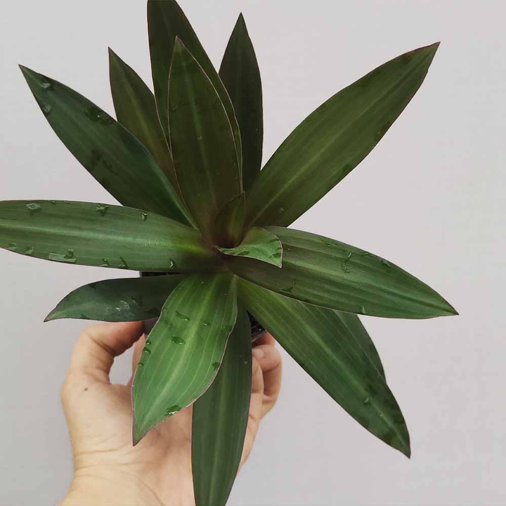TRADESCANTIA SPATHACEA