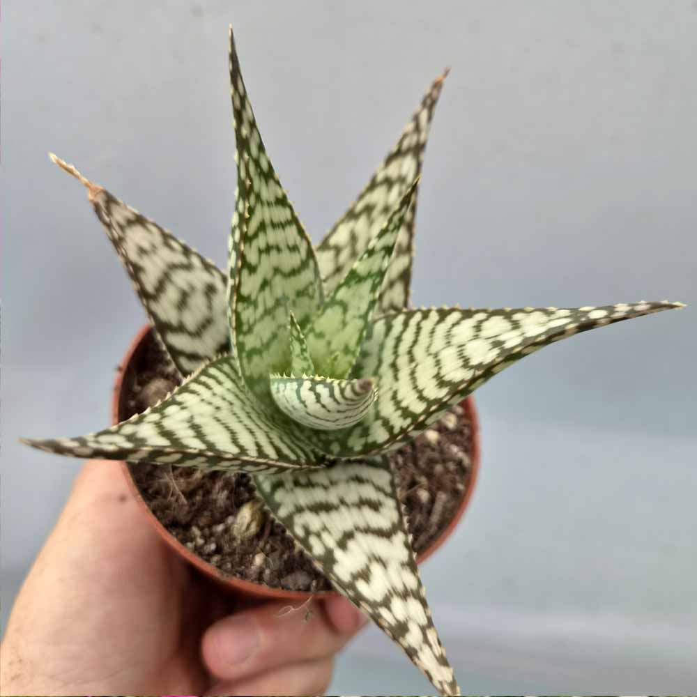 aloe demi BABY