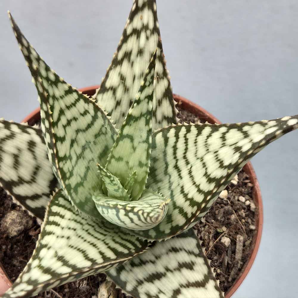 aloe demi baby succulent