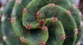 cereus banner
