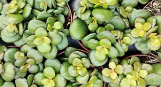 crassula banner