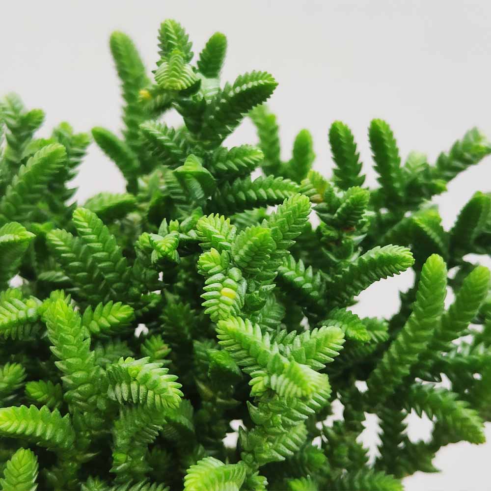 crassula muscosa pianta grassa