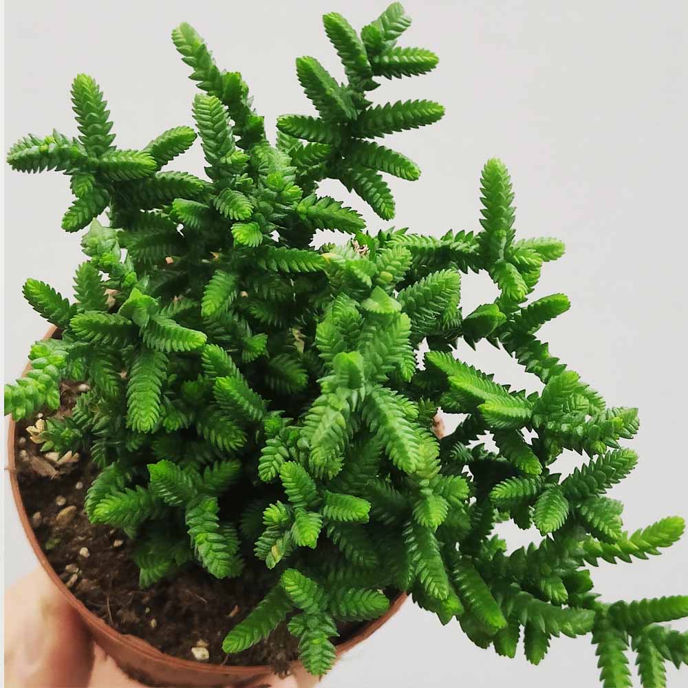 crassula muscosa pianta