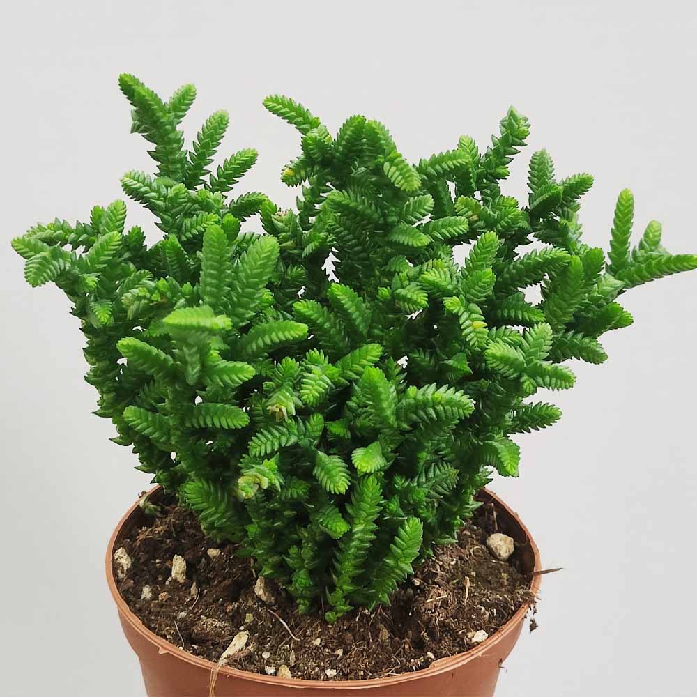 crassula muscosa