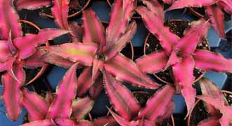 cryptanthus banner
