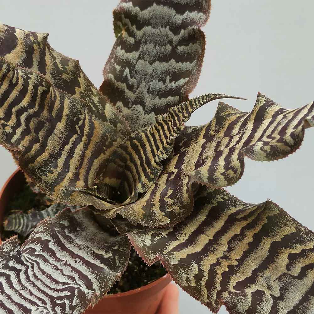 cryptanthus zonatus pianta