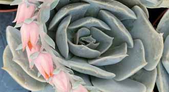 echeveria banner