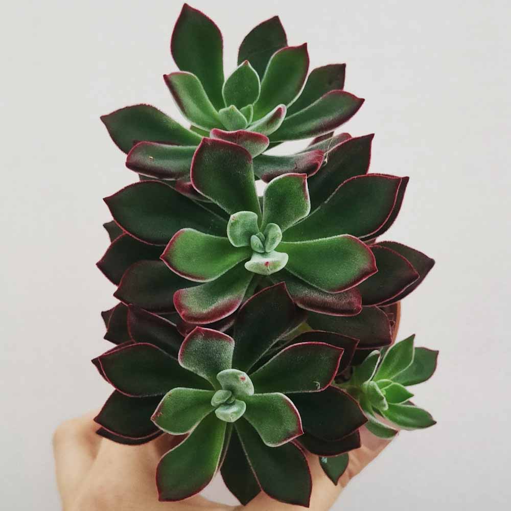 echeveria devotion
