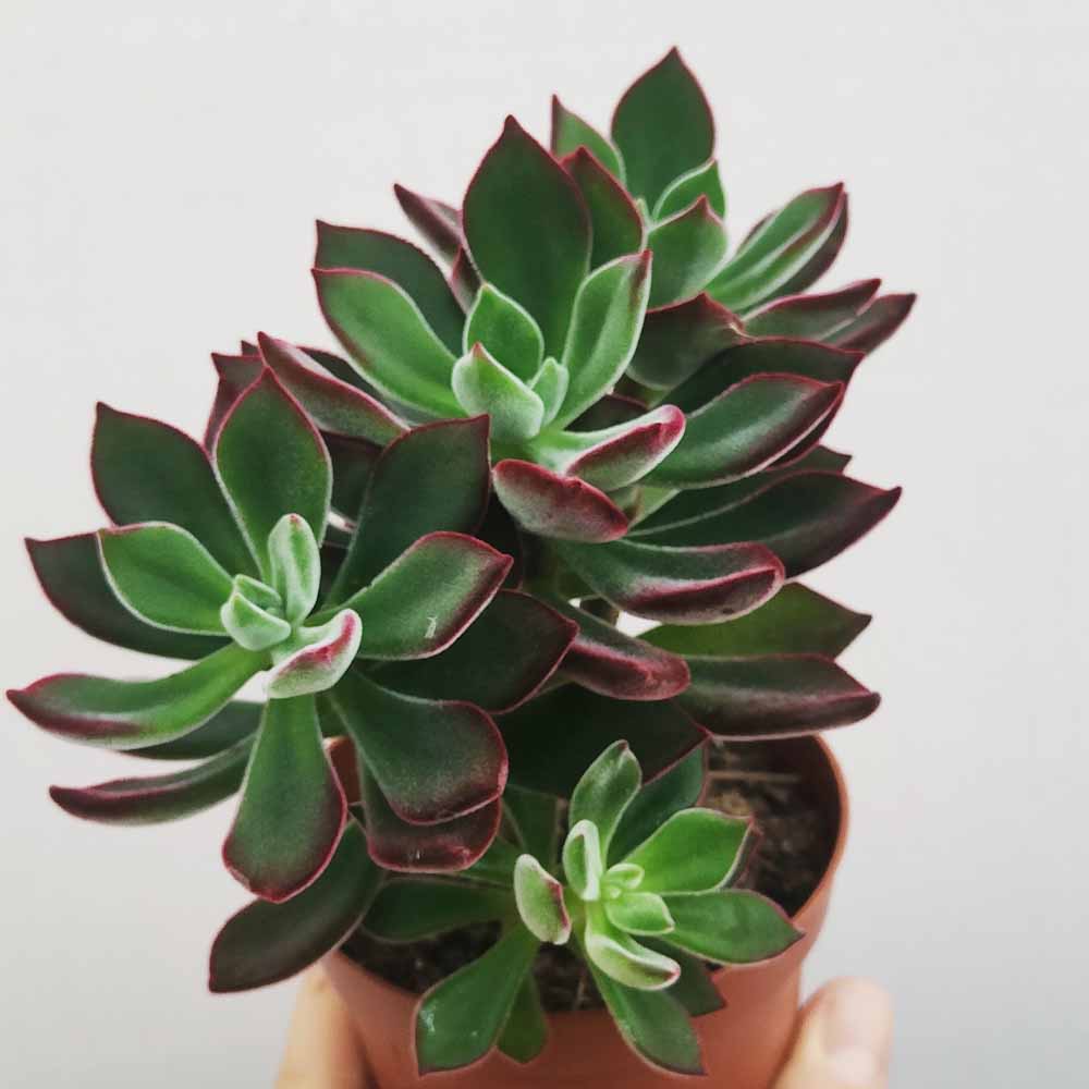 echeveria pulvinata devotion