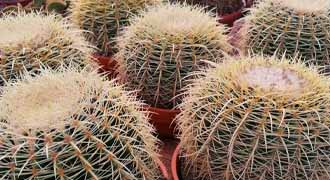echinocactus banner
