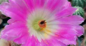 echinocereus banner