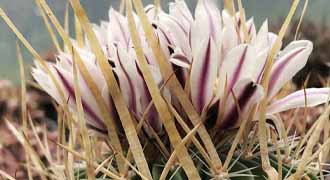 echinofossulocactus banner