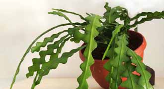 epiphyllum banner