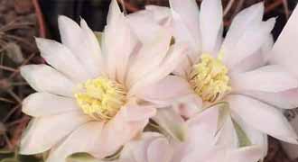 gymnocalycium banner