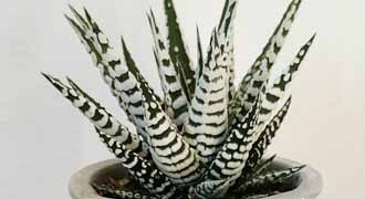 haworthia banner