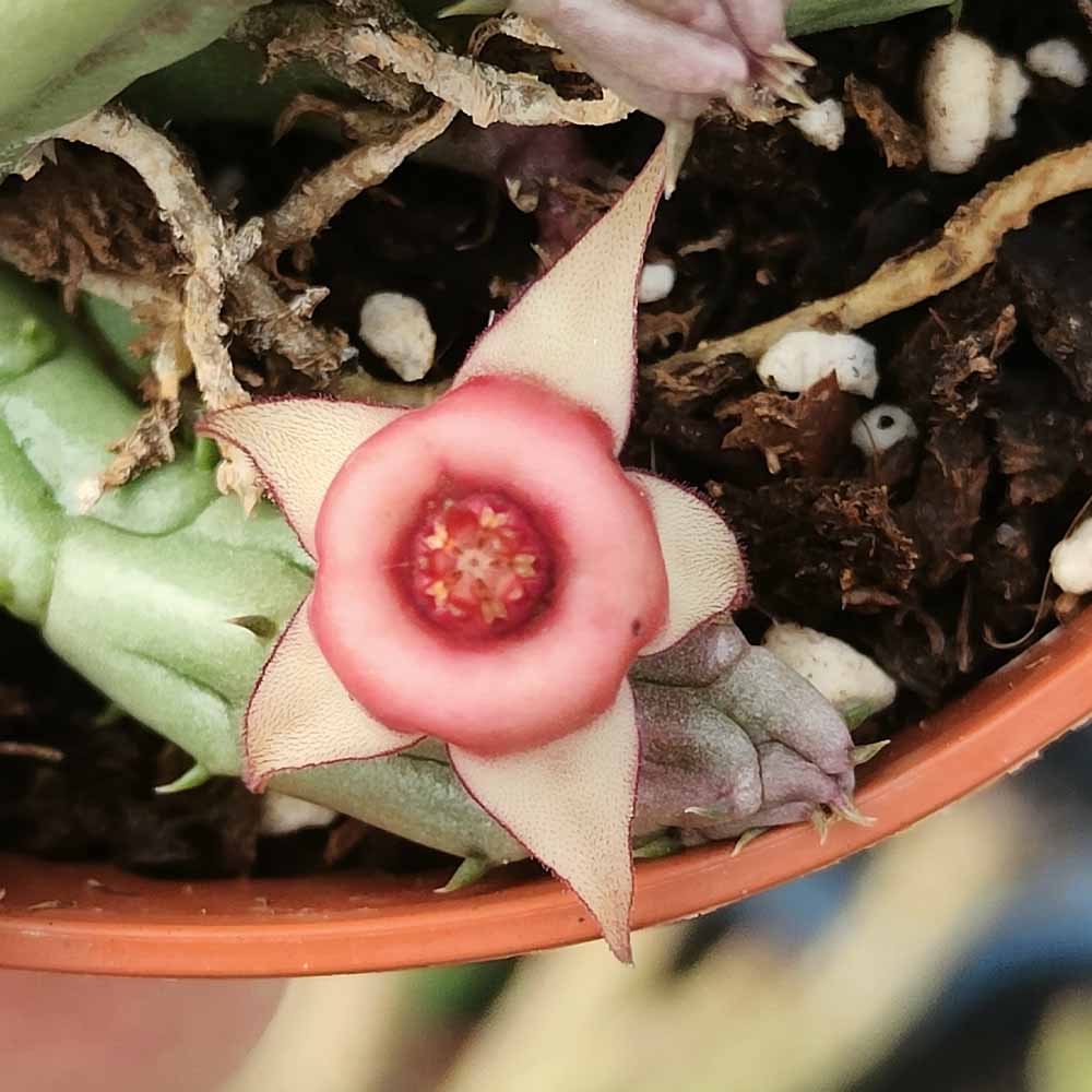 huernia erinacea fiore