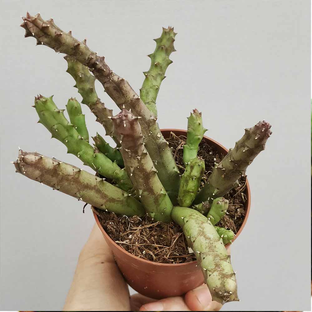 huernia erinacea