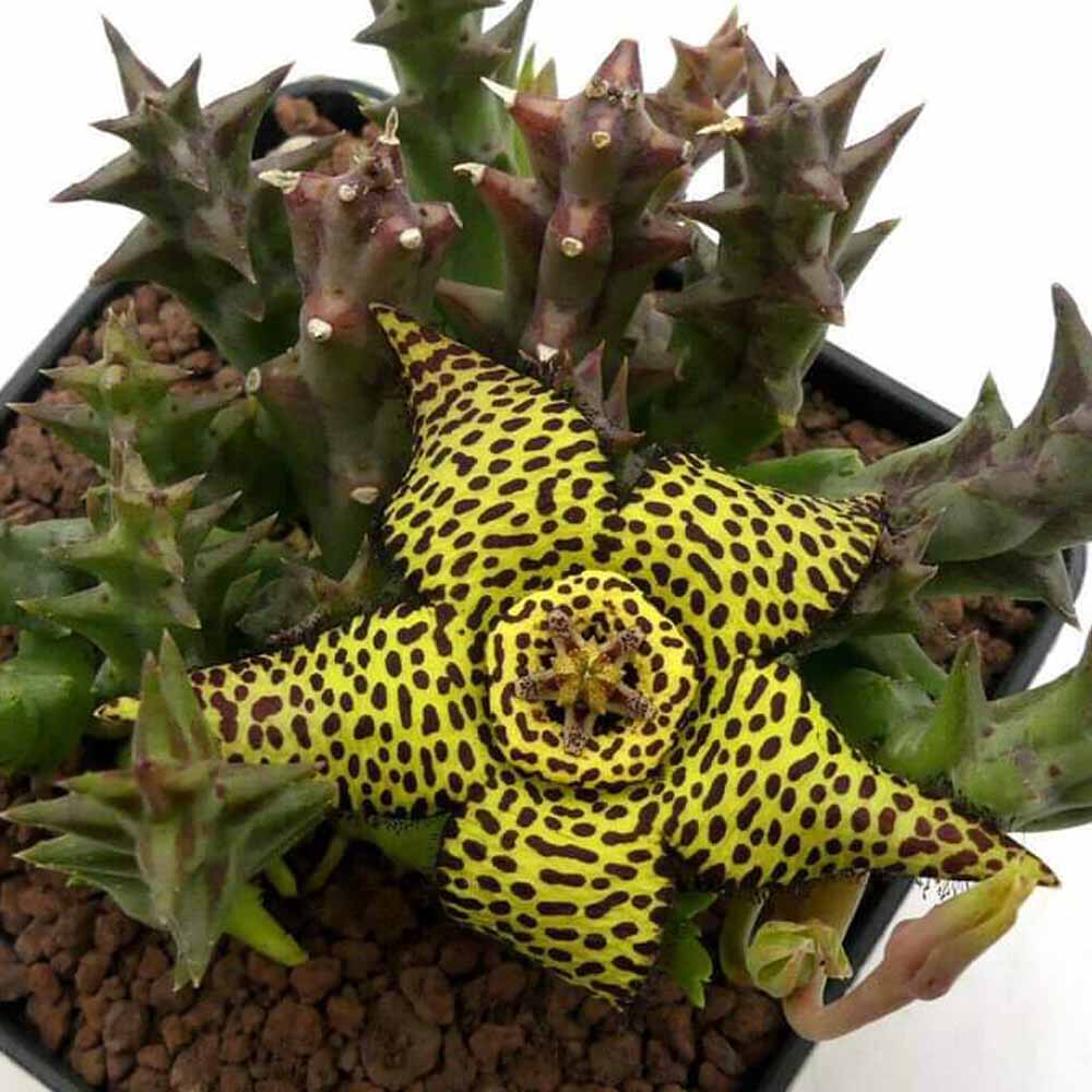 huernia halipedicola fiore