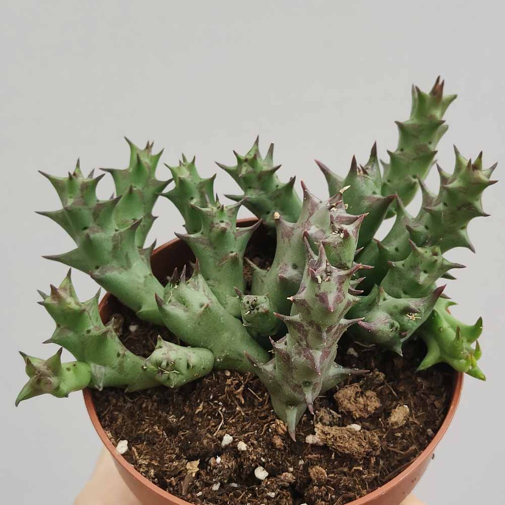 huernia halipedicola