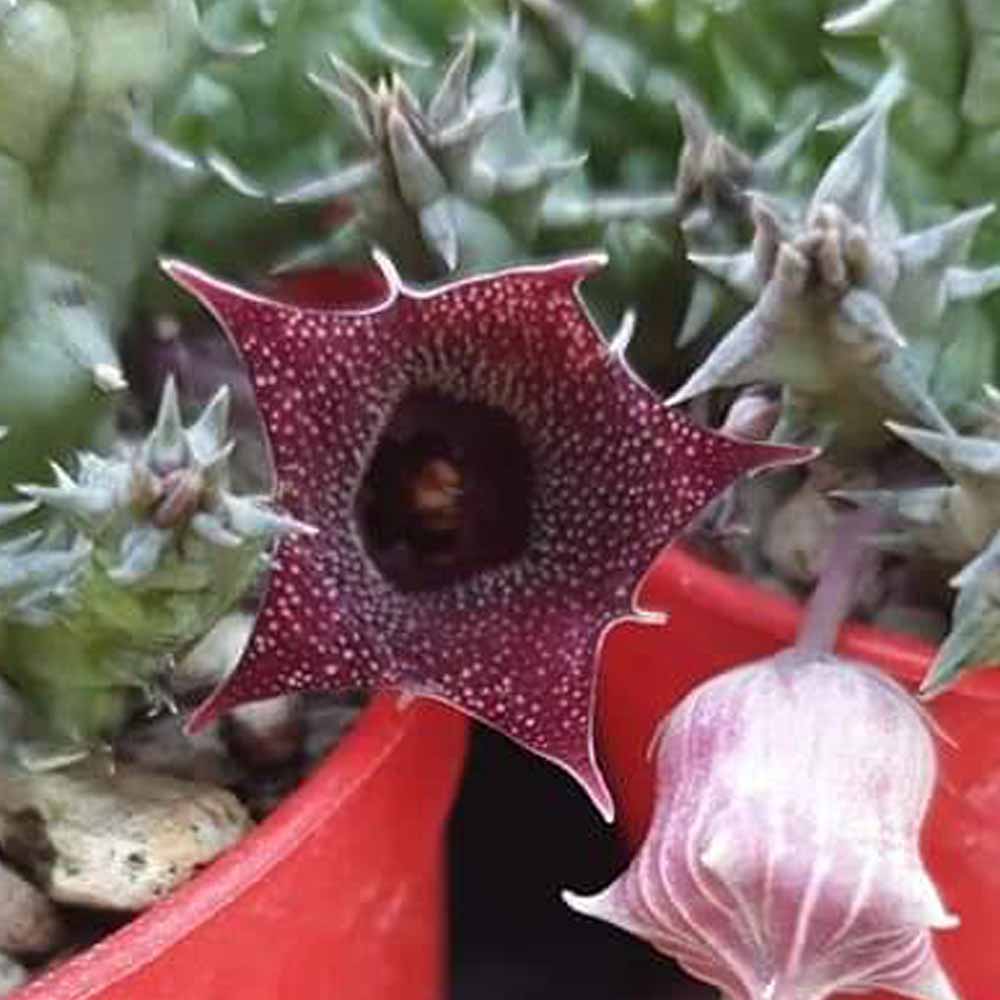 huernia keniensis fiore