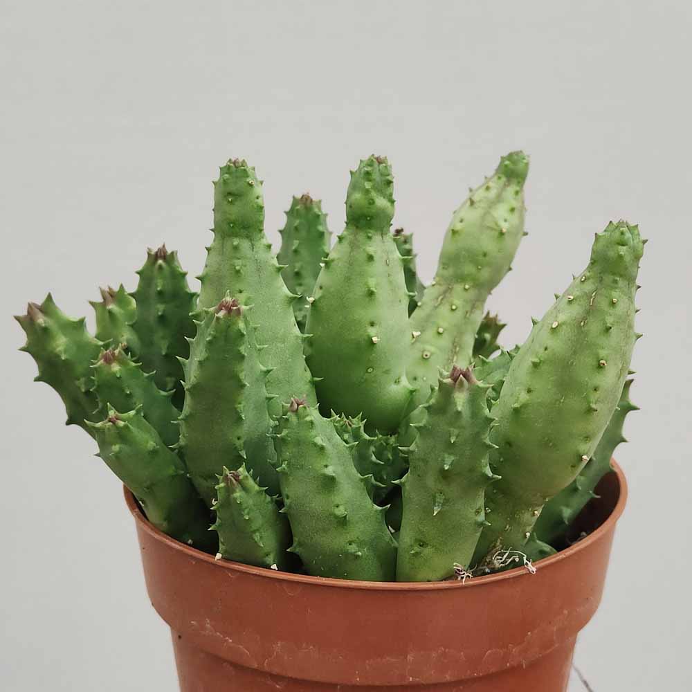 huernia keniensis