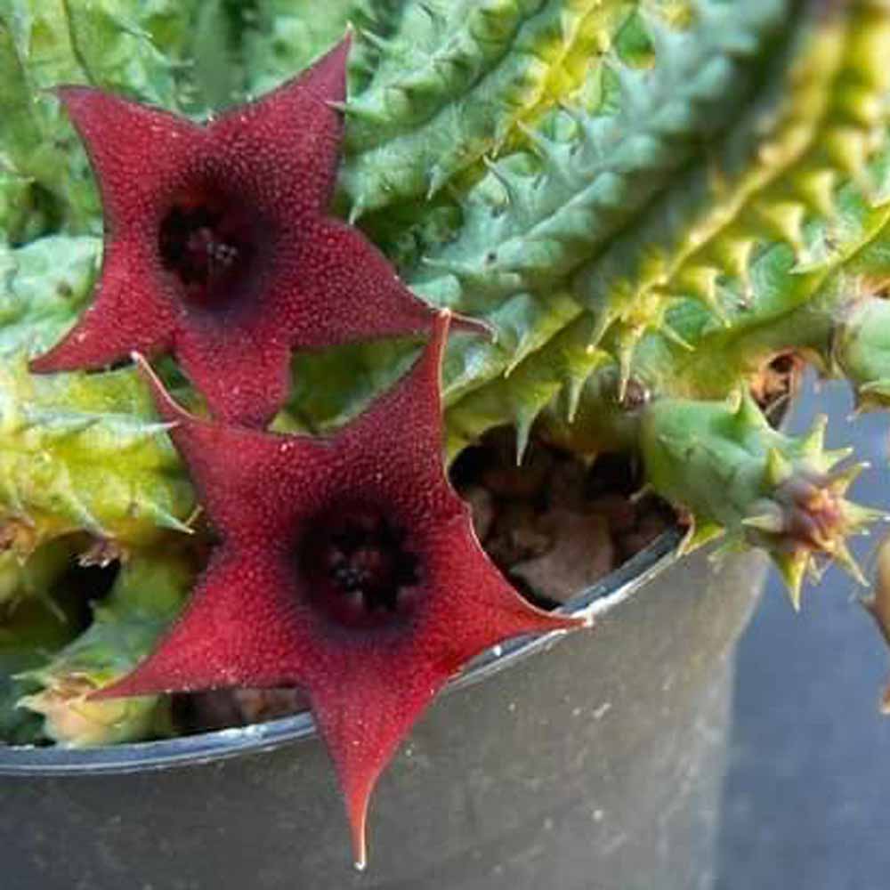huernia schneideriana fiore
