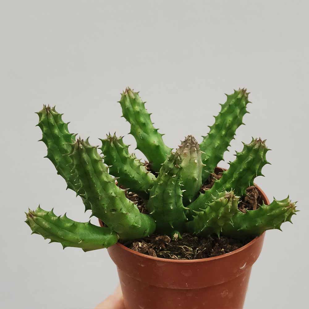 huernia schneideriana
