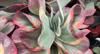 kalanchoe banner